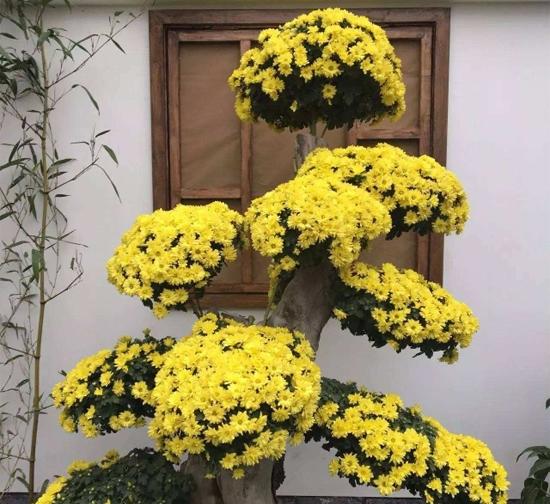 双鸭山造型菊花种植